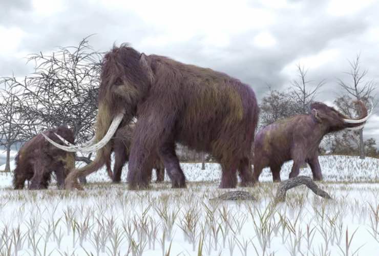 Mammut estinzione annullata tornati scienziati salvati