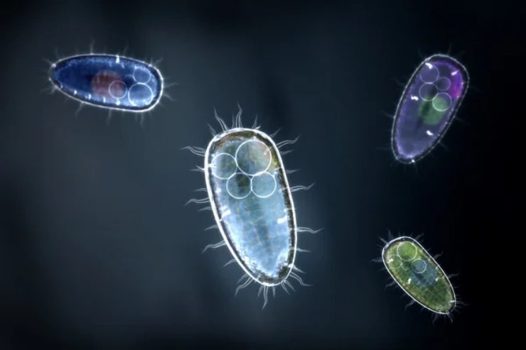 Allarme globale resistente tutti antibiotici morti