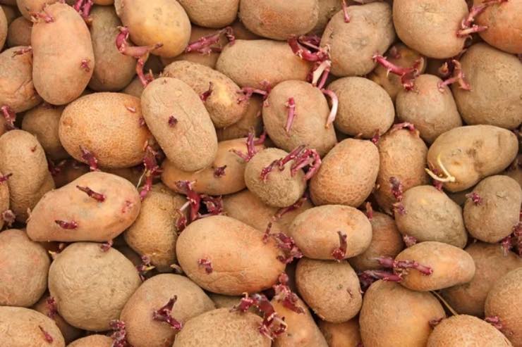 Patate con germogli 