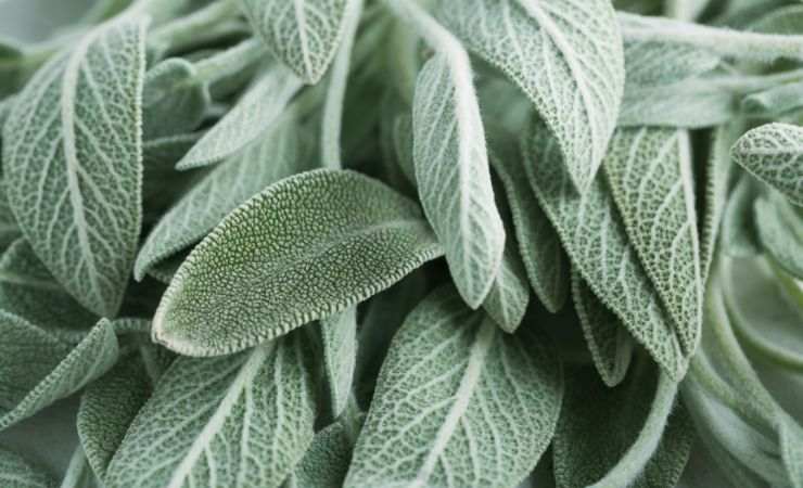 Salvia