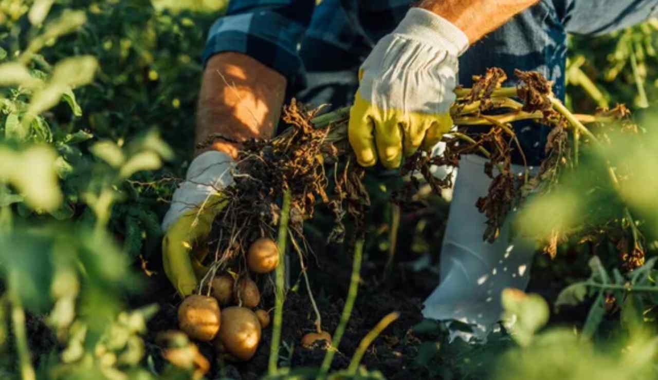 Agricoltore (Depositphotos foto) - www.aforismicitazioni.it