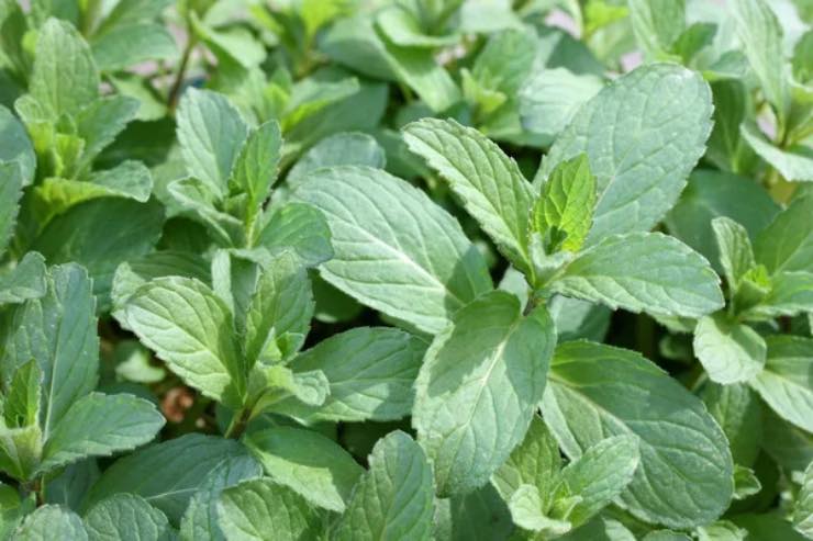 Pianta toccasana stomaco poche foglie curano tutto