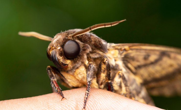 Acherontia