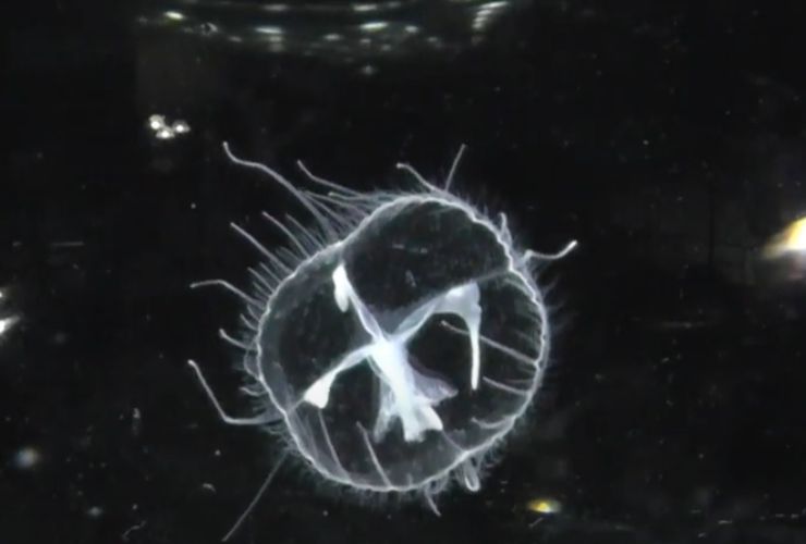 Medusa trasparente