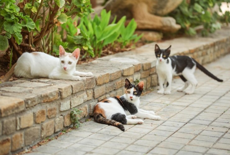 Gatti in giardino