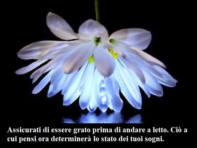 buonanotte fiore