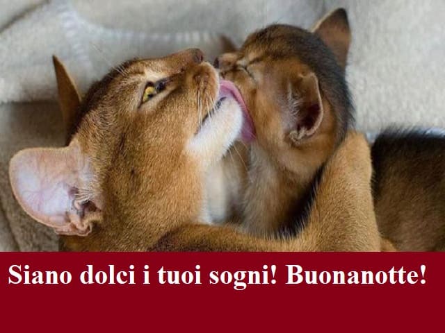 sms buonanotte