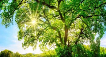 Frasi e immagini sull’ambiente: 187 pensieri e immagini sulla natura da rispettare