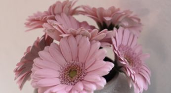 Frasi sulla bellezza dei fiori: 140 aforismi, citazioni, immagini bellissime di fiori con frasi