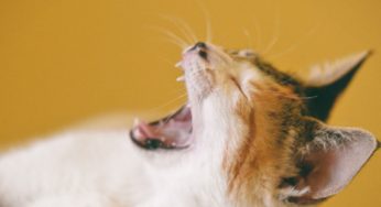 Frasi sugli animali: 160 frasi sugli animali, immagini, frasi in inglese