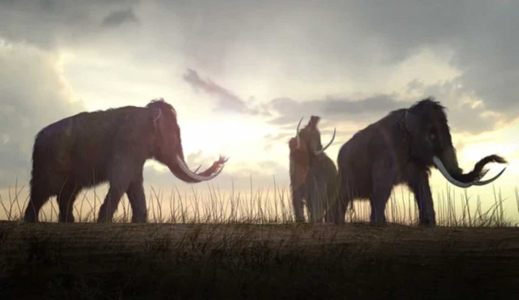 Mammut estinzione annullata tornati scienziati salvati