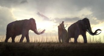 Estinzione annullata, i mammut sono TORNATI e gli scienziati non ci credono | Per salvarti devi vivere qui