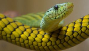 Serpente