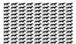 Test Visivo Cavallo asino svista colpisce tutti