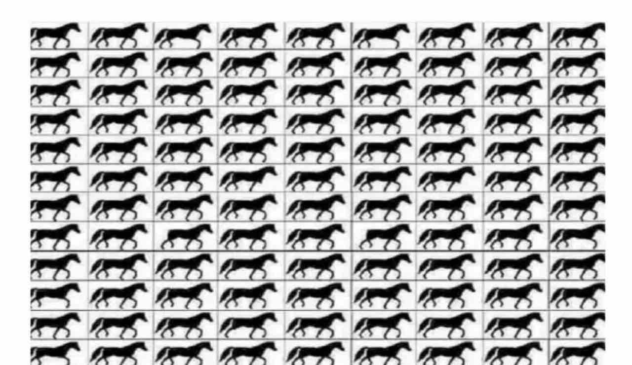 Test Visivo Cavallo asino svista colpisce tutti
