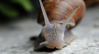 Citazioni sulla lentezza: perché rallentare è un atto di coraggio