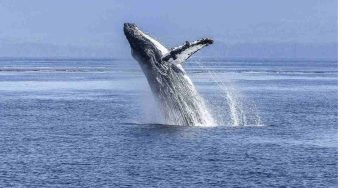 Lungo quanto 3 NAVI, ecco l’animale più GRANDE al mondo | Emerso dalle acque: in Italia tremano
