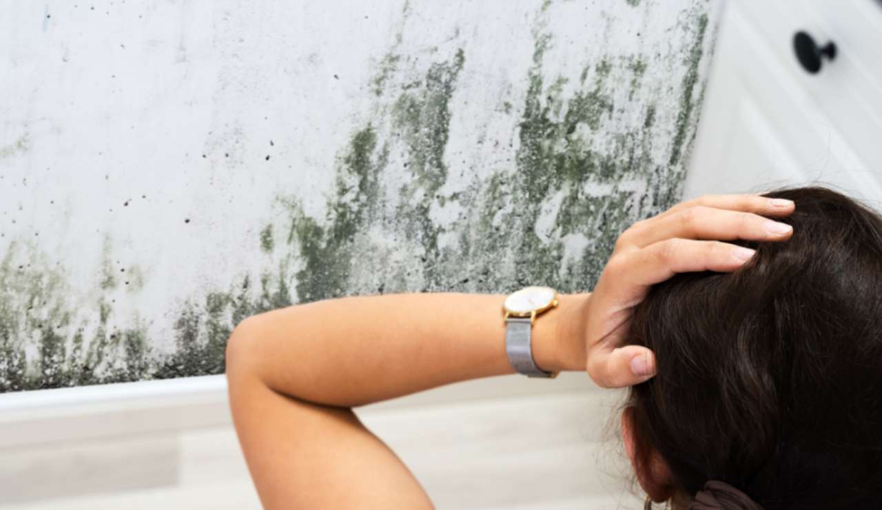 Illustrazione di muffa in casa (Canva FOTO) - aforismi-citazioni.it