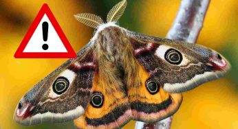 Allarme in giardino: tutta colpa di una farfalla notturna | Ha un aspetto spaventoso ed infesta qualsiasi cosa su cui si appoggia