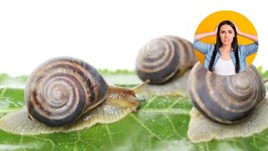 Infestazione di lumache