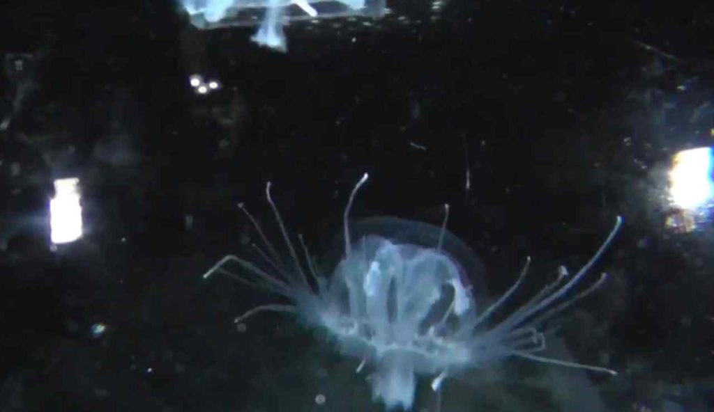 Medusa trasparente pericolo