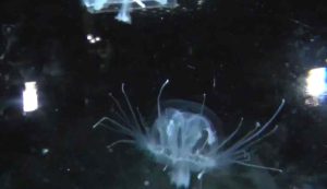 Medusa trasparente pericolo