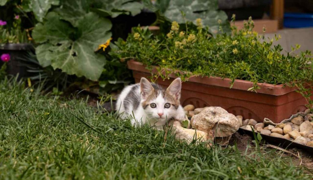 Gatti in giardino