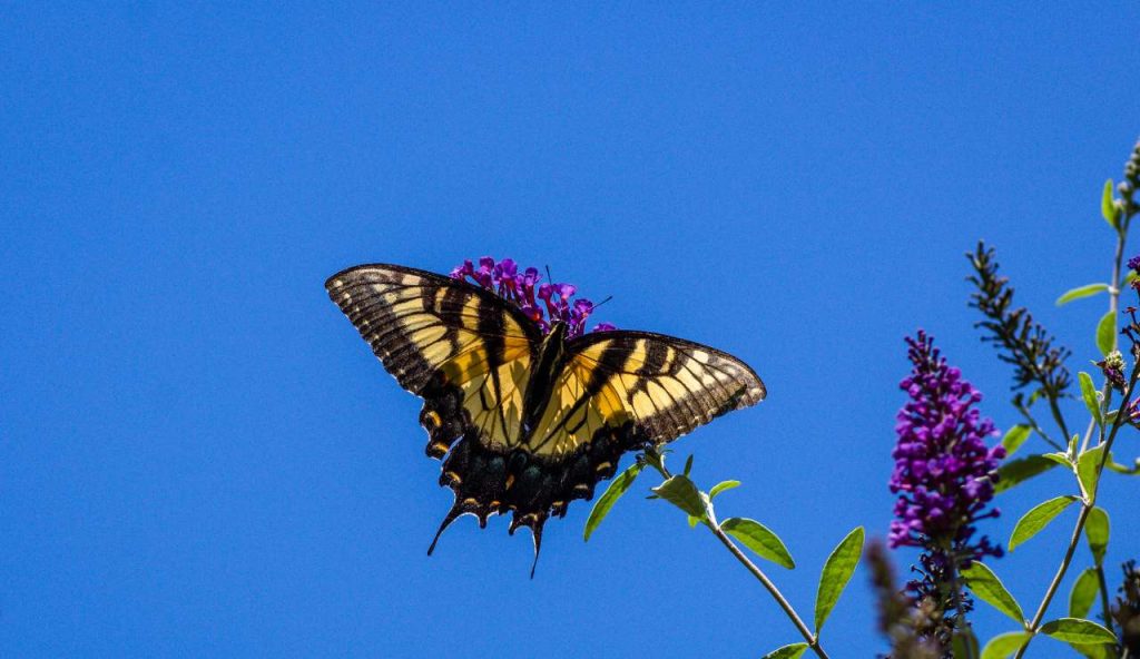 Dalla metamorfosi al mimetismo: il mondo sorprendente delle farfalle macaone
