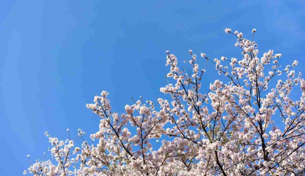 Autori che hanno parlato di primavera: le frasi più belle sulla stagione del risveglio